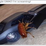 roach getting in a car