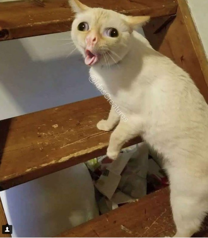 Coughing Cat